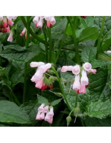 Consoude à grandes fleurs Hidcote pink