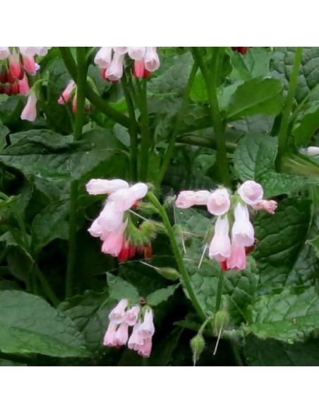 Consoude à grandes fleurs Hidcote pink