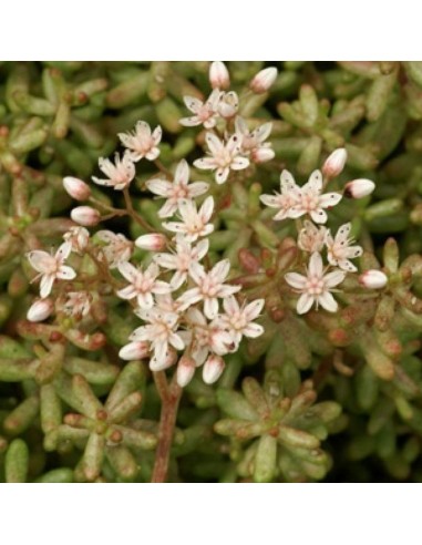 Orpin blanc Coral carpet