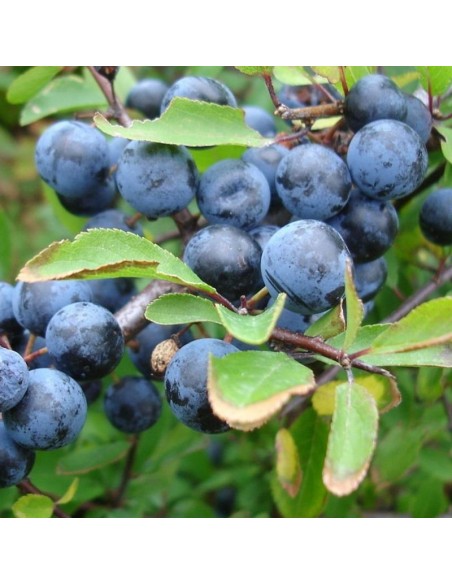 Prunellier épine noire