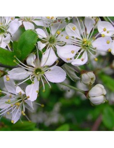 Prunellier épine noire 2