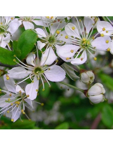 Prunellier épine noire