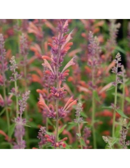 Agastache Tangerine dreams