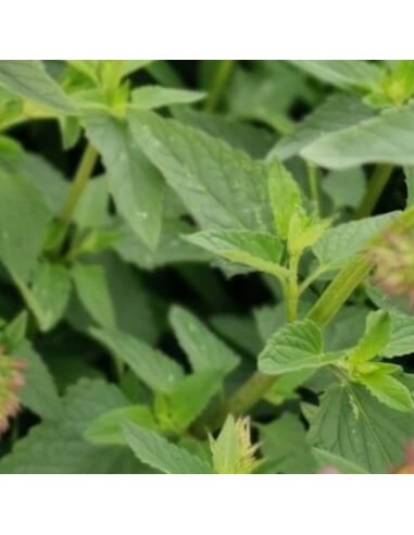 Agastache Tangerine dreams