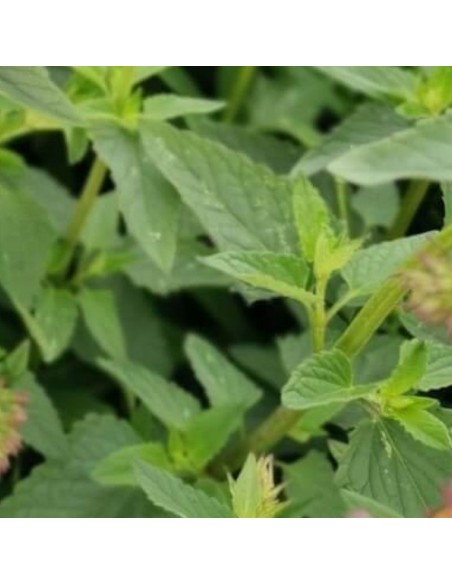 Agastache Tangerine dreams