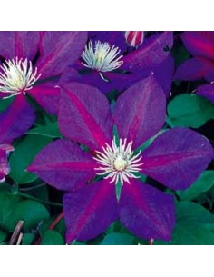 Clématite "the vagabond"