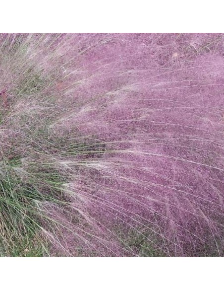 Eragrostide brillante