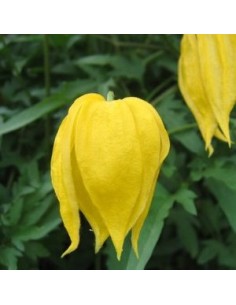 Clématite tangutica