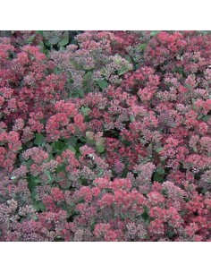 Orpin hybride Robustum