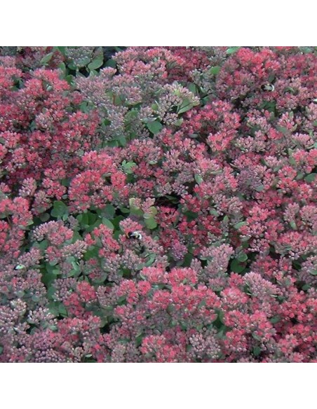 Orpin hybride Robustum