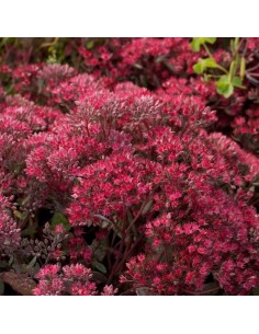 Orpin hybride Robustum 2