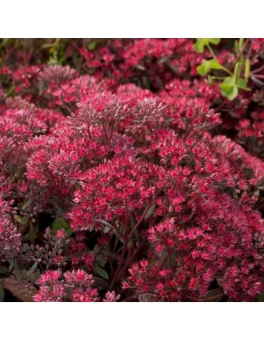 Orpin hybride Robustum