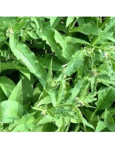 Consoude officinale 2