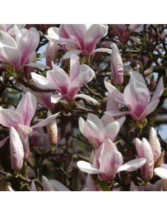 Magnolia de soulange