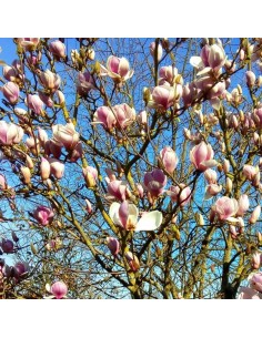 Magnolia de soulange 2
