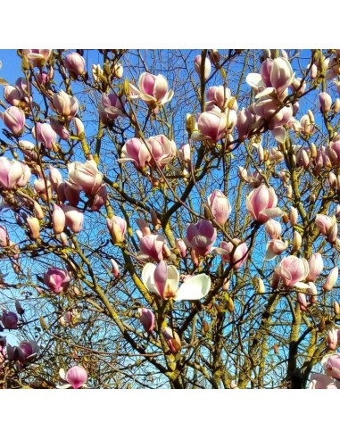 Magnolia de soulange