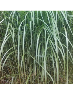 Eulalie "Sacchariflorus"