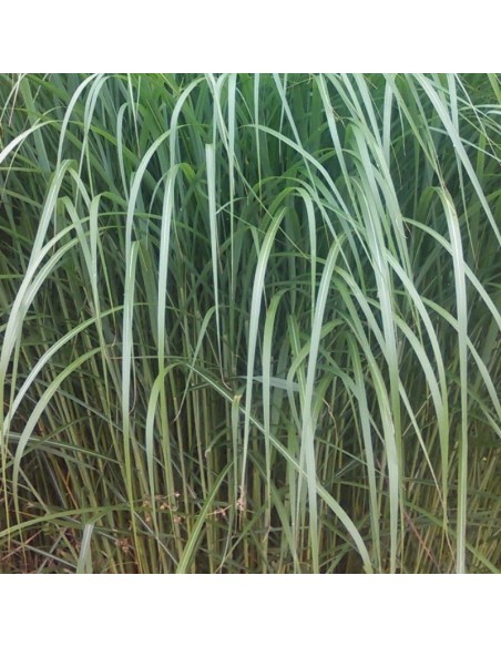 Eulalie "Sacchariflorus"