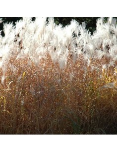 Eulalie "Sacchariflorus" 2