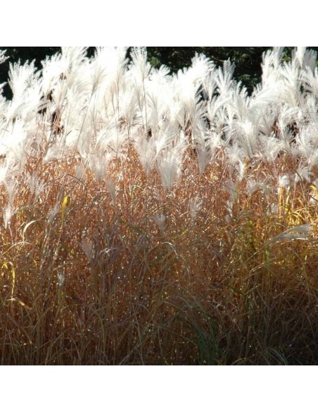 Eulalie Sacchariflorus