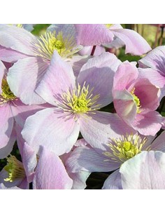 Clématite des montagnes "Mayleen"