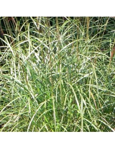 Eulalie "Ferner Osten" 2