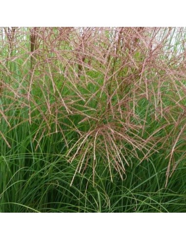 Eulalie Gracillimus