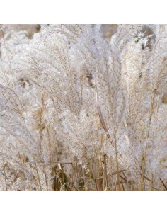 Eulalie Kleine Fontaine