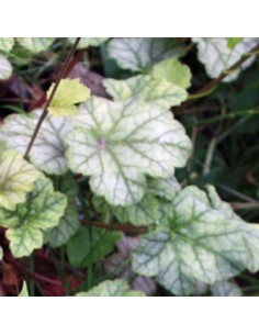 Heuchère "mint frost"