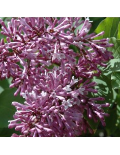 Lilas nain Palibin