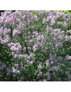 Lilas nain Palibin 2