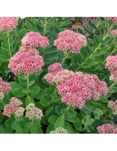 Orpin remarquable Brillant