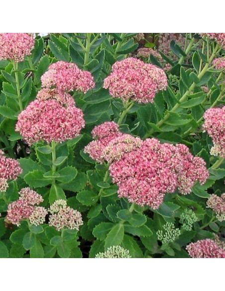 Orpin remarquable Brillant