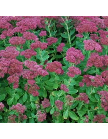 Orpin remarquable Brillant