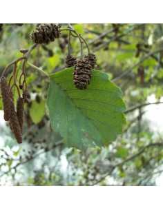 Aulne glutineux - Alnus Glutinosa 2