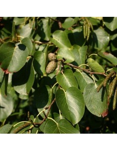 Aulne de Corse - Alnus Cordata 2