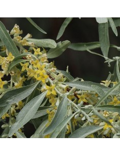 Olivier de Bohême - Eaelagnus Angustifolia 2