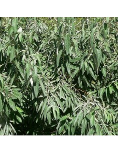 Olivier de Bohême 2