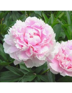 Pivoine de Chine "Sarah Bernhardt"