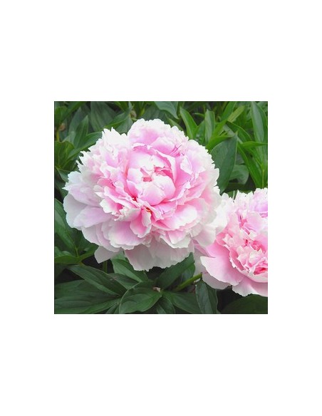 Pivoine de Chine "Sarah Bernhardt"