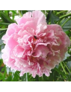 Pivoine de Chine "Shirley Temple"
