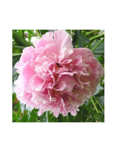 Pivoine de Chine "Shirley Temple"