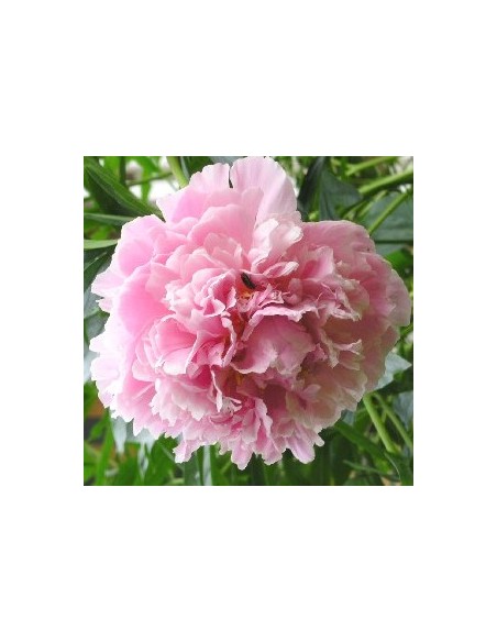 Pivoine de Chine "Shirley Temple"