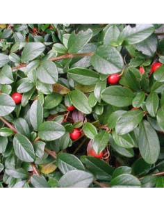 Cotoneaster de Dammer - Cotoneaster Dammeri 2