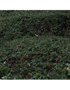 Cotoneaster radicans eichholz 2