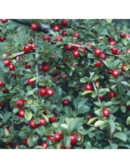 Cotoneaster radicans eichholz