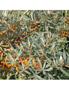 Argousier - Hippophae Rhamnoides 2