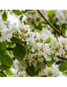 Pommier sauvage - Malus Sylvestris 2
