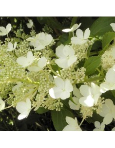 Hortensia paniculé Tardiva 2