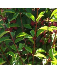 Hortensia paniculé Sunday Fraise 2